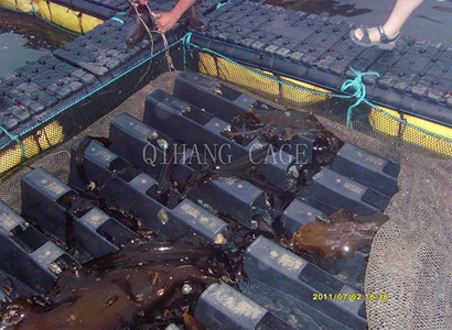 山東青島：200萬尾黃魚苗游進網(wǎng)箱 放養(yǎng)一年后便能上市